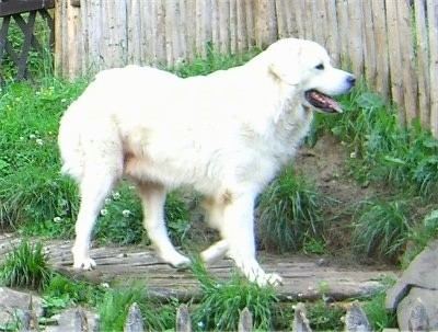 Polish Tatra Sheepdog Polish Tatra Sheepdog Dog Breed Information and Pictures