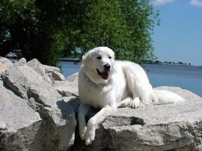 Polish Tatra Sheepdog wwwdogbreedinfocomimages24PolishTatraSheepdogP