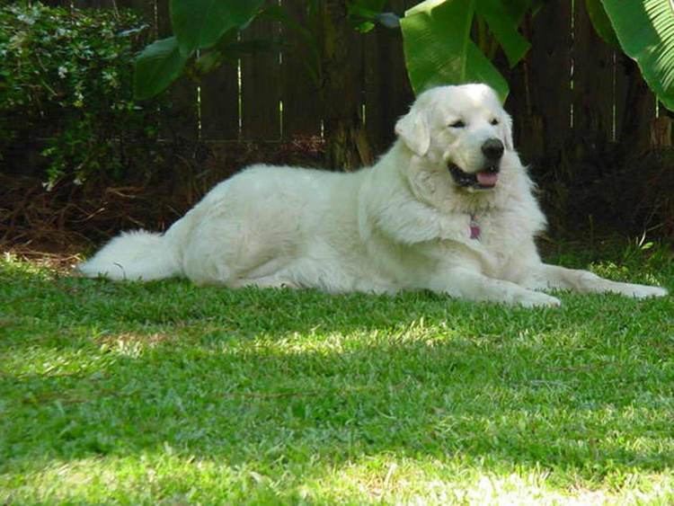 can a polish tatra sheepdog live in netherlands