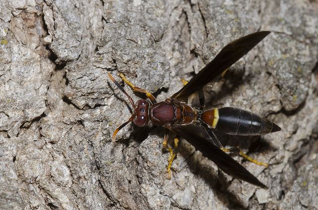 Polistes annularis Polistes annularis paper wasps a gallery on Flickr