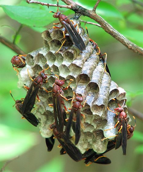 Polistes annularis Polistes Annularis Nest Polistes annularis BugGuideNet