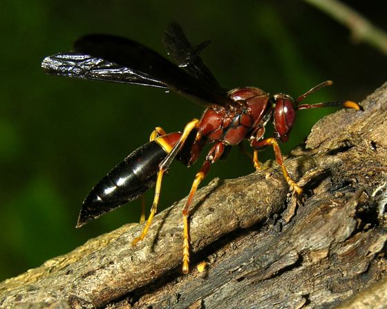 Polistes annularis Polistes annularis BugGuideNet