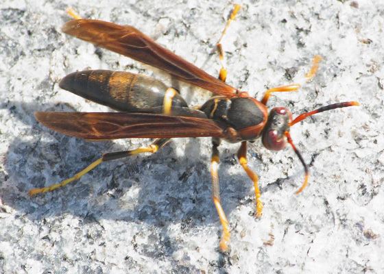 Polistes annularis High Point Paper Wasp Polistes annularis Polistes annularis