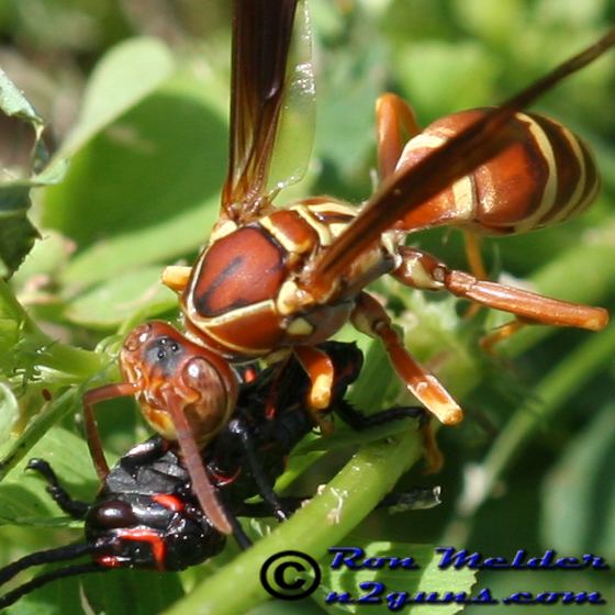 Polistes bellicosus Paper Wasp Polistes bellicosus BugGuideNet