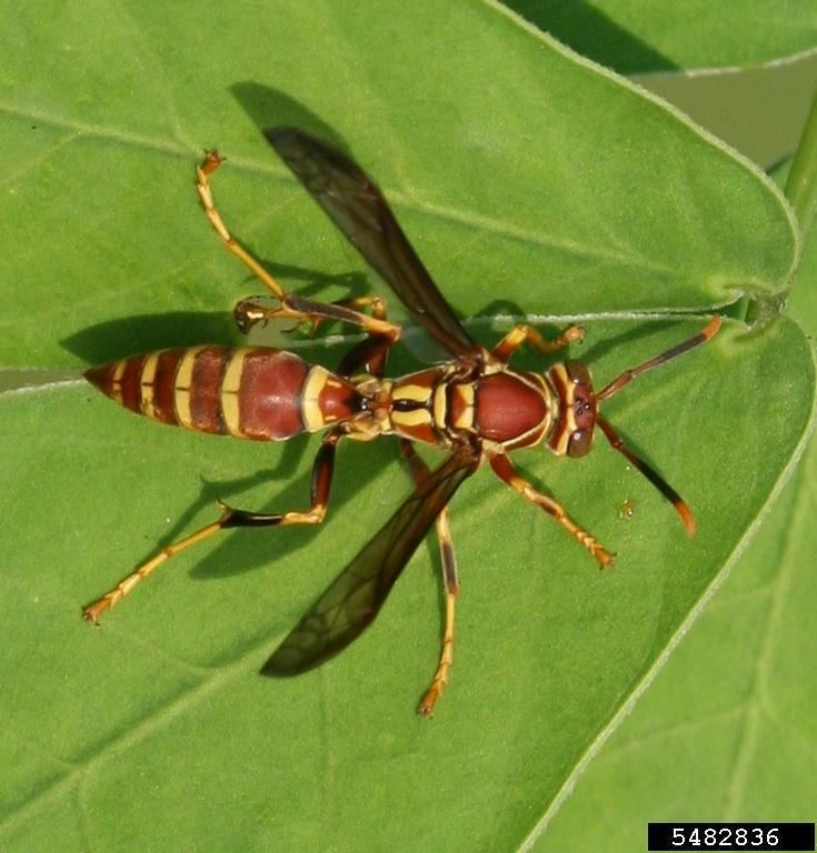 Polistes bellicosus Paper Wasp Polistes bellicosus Hymenoptera Vespidae 5482836