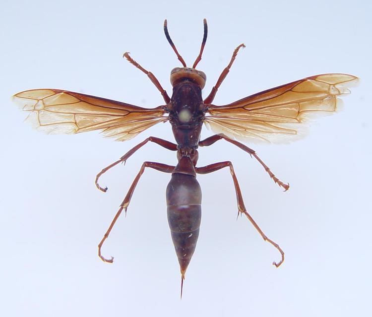 Polistes canadensis Hymenoptera Vespidae