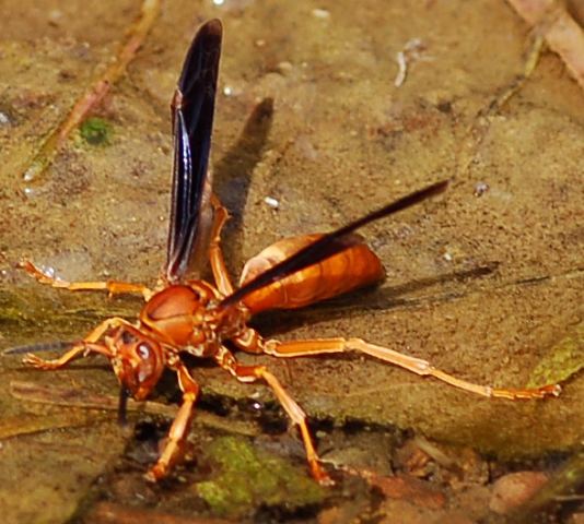 Polistes carolina - Wikipedia