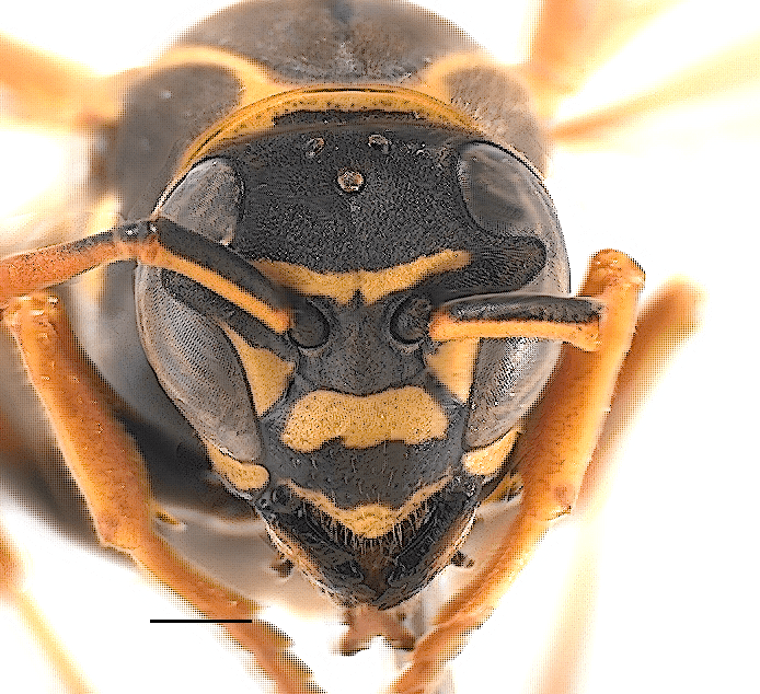 Polistes chinensis Social wasps New Zealand Hymenoptera