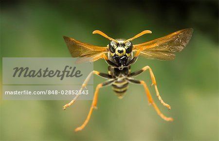 Polistes chinensis Chinese Paper Wasp Polistes chinensis flying western Oregon