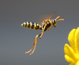 Polistes dominula Polistes dominula Paper wasp Discover Life