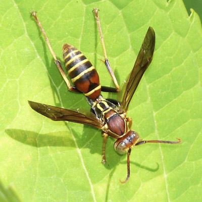 Polistes dorsalis Paper Wasp Polistes dorsalis BugGuideNet