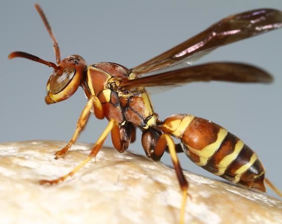 Polistes dorsalis Wasp Polistes dorsalis BugGuideNet