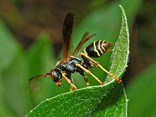 Polistes fuscatus httpsuploadwikimediaorgwikipediacommonsthu