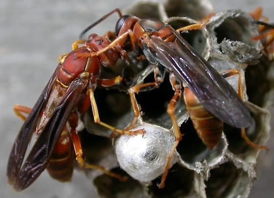 Polistes fuscatus Paper wasps Polistes fuscatus BugGuideNet