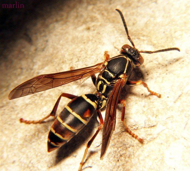 Polistes fuscatus Wasp Polistes Fuscatus