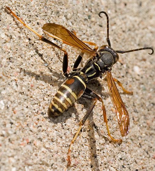 Polistes fuscatus Polistes fuscatus Northern Paper Wasp Polistes fuscatus