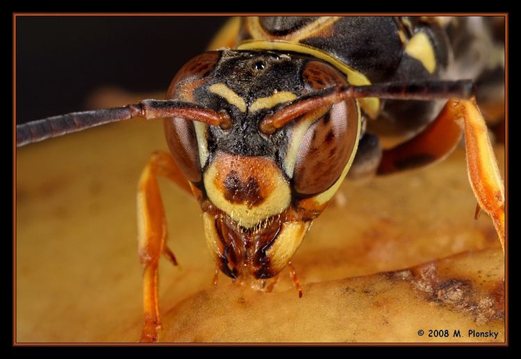 Polistes fuscatus Paper Wasp Polistes fuscatus photo M Plonsky photos at pbasecom