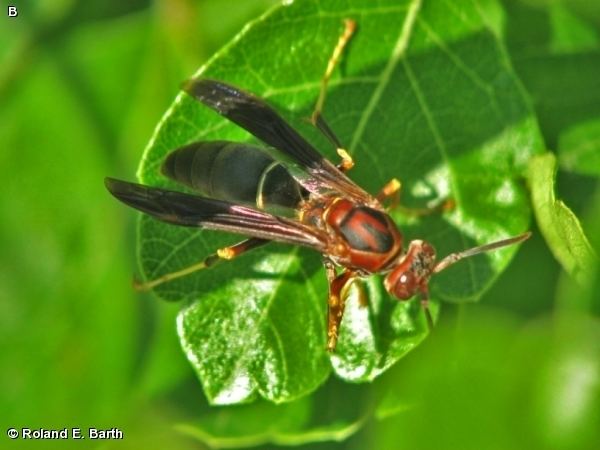 Polistes metricus Nature Search POLISTES METRICUS Polistes metricus VESPID WASP