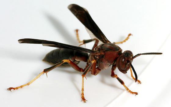 Polistes metricus Polistes metricus BugGuideNet