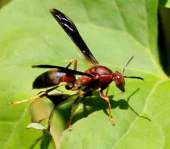 Polistes metricus Polistes metricus female Polistes metricus BugGuideNet