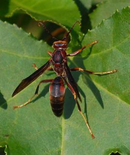 Polistes metricus Polistes metricus Paper wasp Discover Life