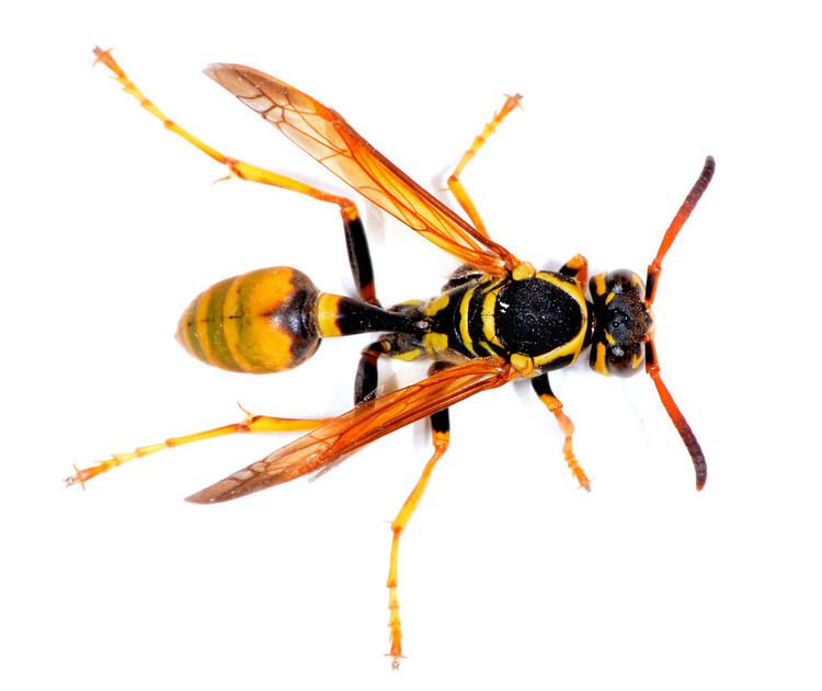 Polistinae Paper Wasp Polistinae Ninnescah Life iNaturalistorg