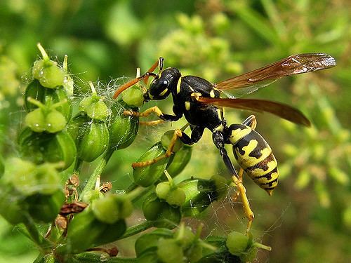 Polistinae Avispa Hymenoptera Polistinae Wasp Los polistinos Pol Flickr