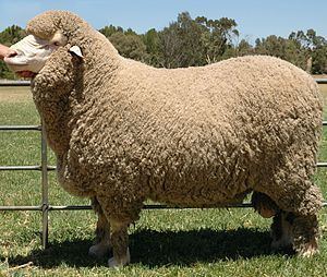 Poll Merino Poll Merino Wikipedia