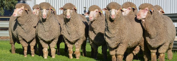 Poll Merino Roemahkita Poll Merino Stud Whatever good sheep we grow will