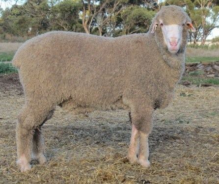 Poll Merino Glenlea Park Merino amp Poll Merino Sheep Classings Classic 2011