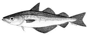 Pollachius pollachius FAO Fisheries amp Aquaculture Species Fact Sheets Pollachius