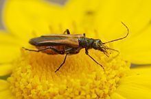 Pollen beetle httpsuploadwikimediaorgwikipediacommonsthu