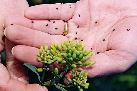 Pollen beetle Plenum approval beats Pollen Beetle resistance Farming UK News