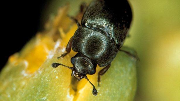 Pollen beetle Half of the UK sees start of pollen beetle migration Farmers Weekly