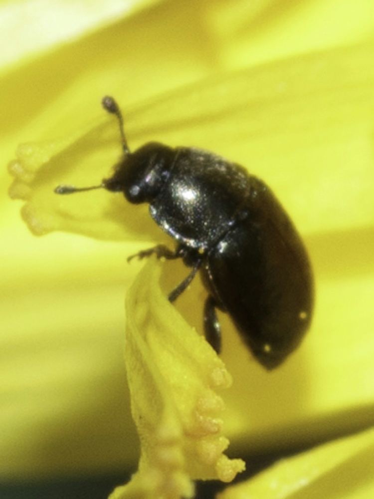 Pollen beetle Pollen Beetle Meligethes aeneus NatureSpot