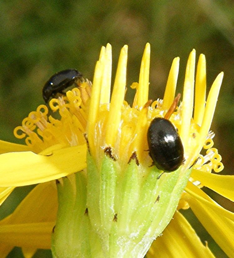 Pollen beetle Pollen Beetle Meligethes aeneus NatureSpot