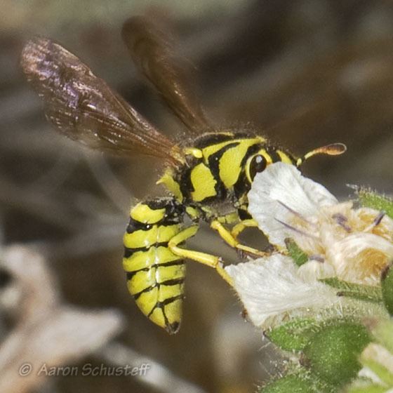 Pollen wasp PollenWasp on Phacelia ramosissima Pseudomasaris coquilletti