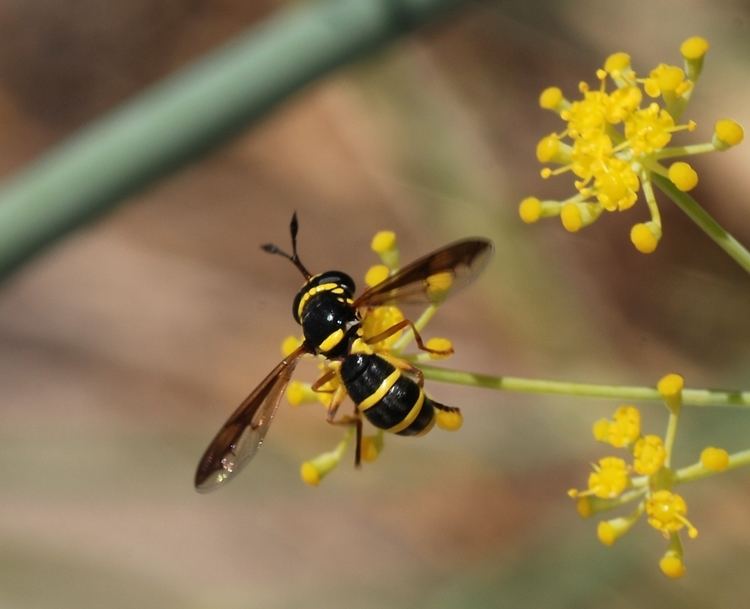 Pollen wasp FilePollen wasp August1jpg Wikimedia Commons