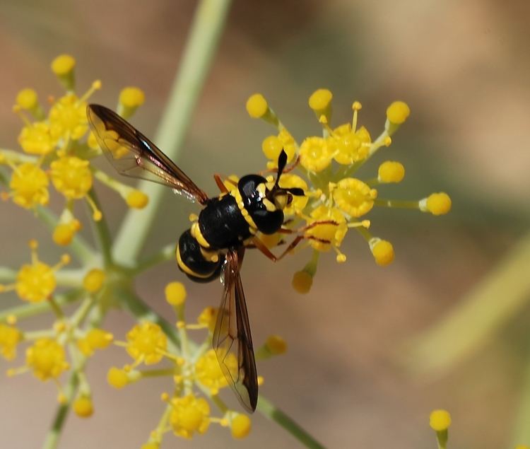 Pollen wasp FilePollen wasp August2jpg Wikimedia Commons