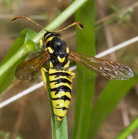 Pollen wasp Male Pollen Wasp Pseudomasaris vespoides BugGuideNet