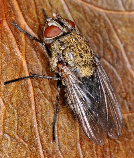 Pollenia rudis Common cluster fly Pollenia rudis Flies Life Span Blow Black