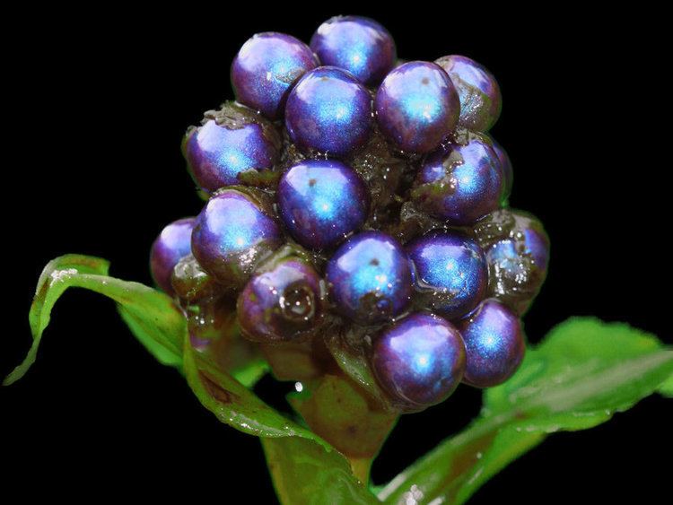 Pollia condensata A Berry So Shiny It39s Irresistible And Inedible NPR