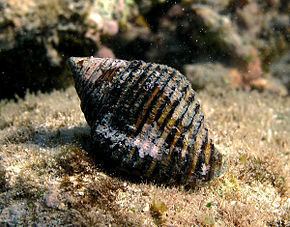 Pollia (gastropod) httpsuploadwikimediaorgwikipediacommonsthu