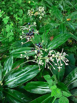 Pollia japonica httpsuploadwikimediaorgwikipediacommonsthu
