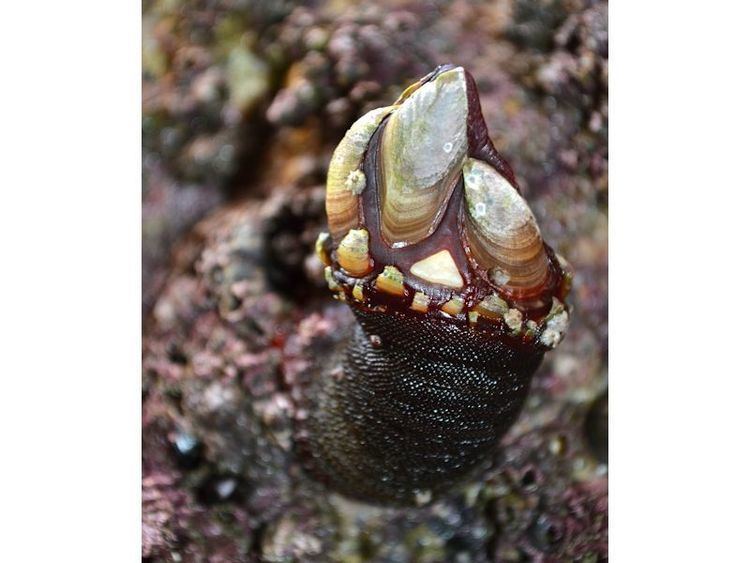 Pollicipes pollicipes MarLIN The Marine Life Information Network A goose barnacle