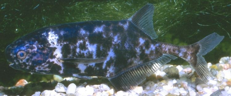 Pollimyrus Mormyridae Mormyridae African weakly electric fishes