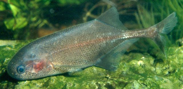 Pollimyrus Fish Identification