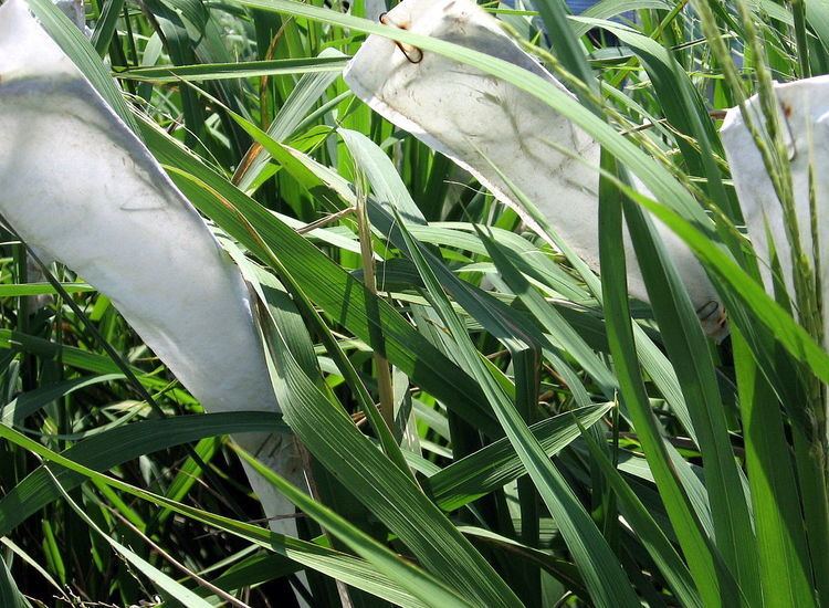 Pollination bags