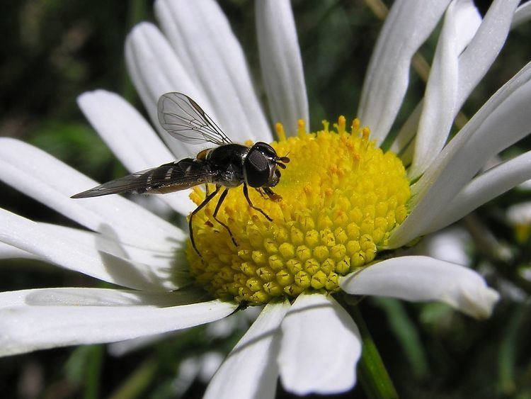 Pollinators in New Zealand