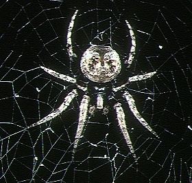 Poltys (spider) httpsuploadwikimediaorgwikipediacommons33